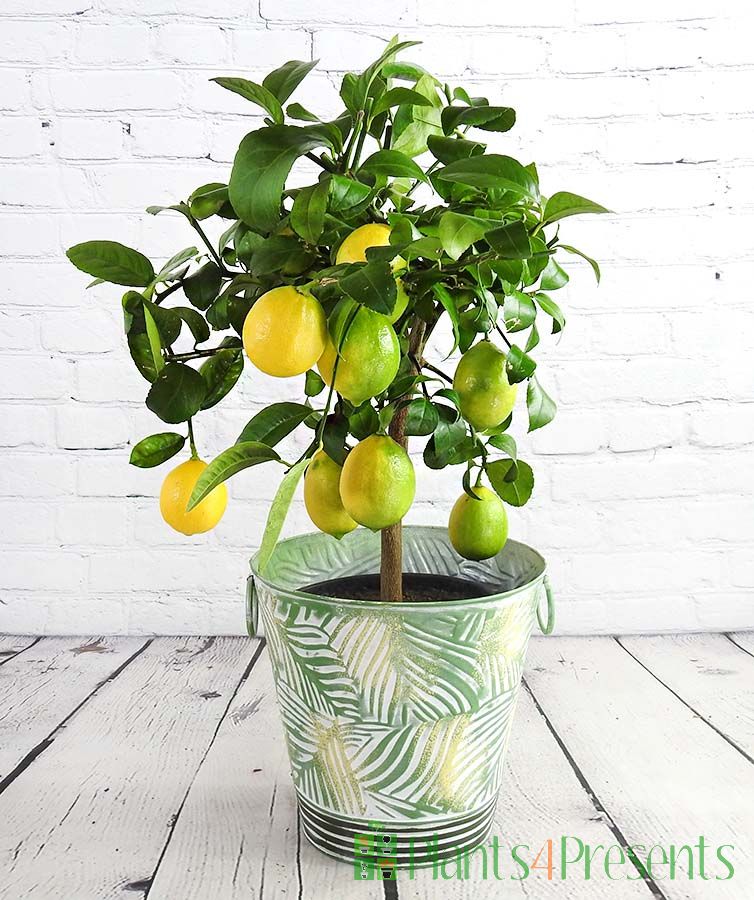 Large lemon Meyer with ripe fruits