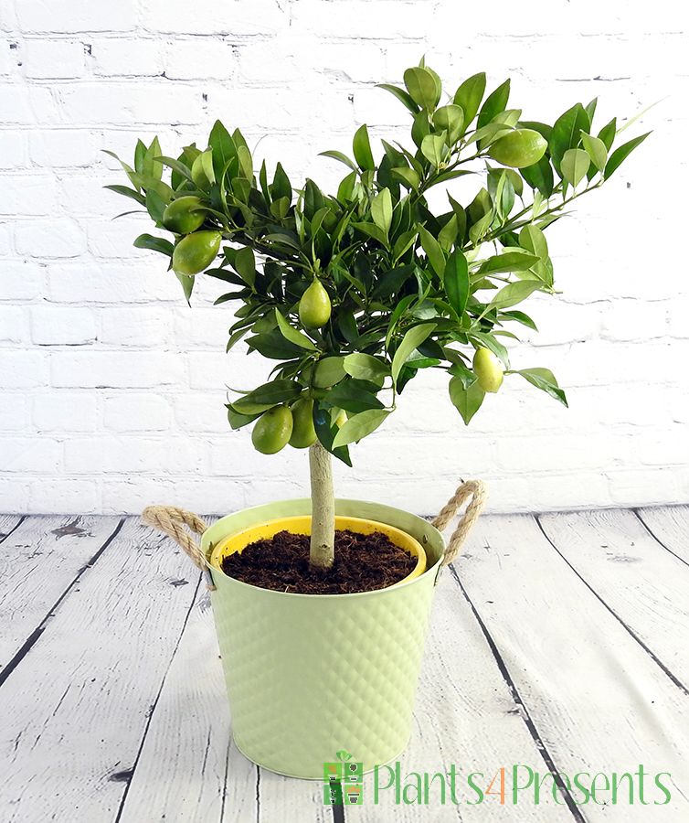 Limequat tree in green pail