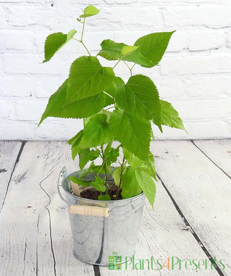 Young Dwarf Mulberry plant Mojo