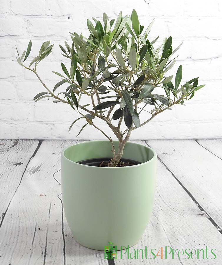Olive bush in a green pot