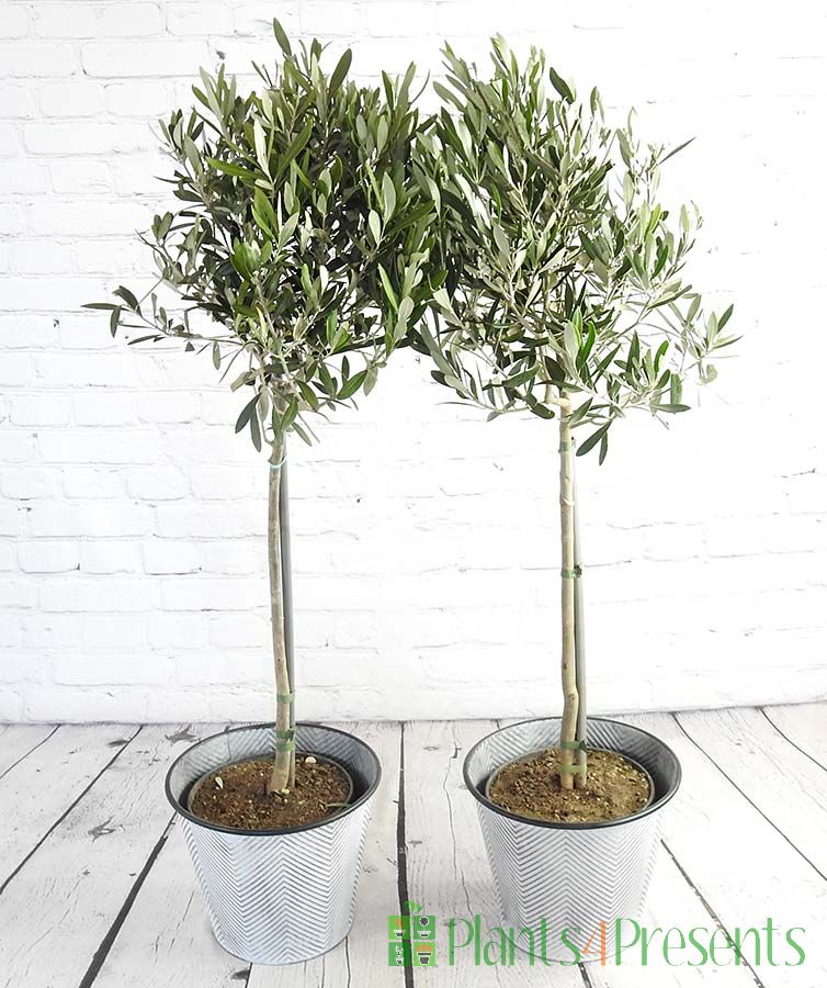 Pair of large olive trees