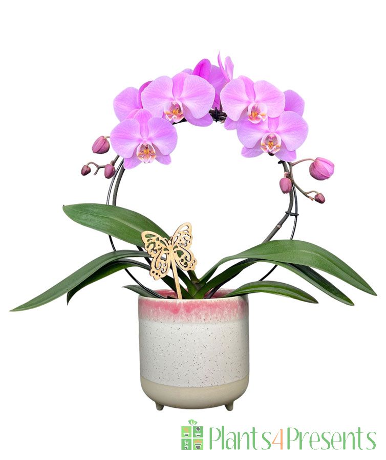 Mother's Day moth orchid