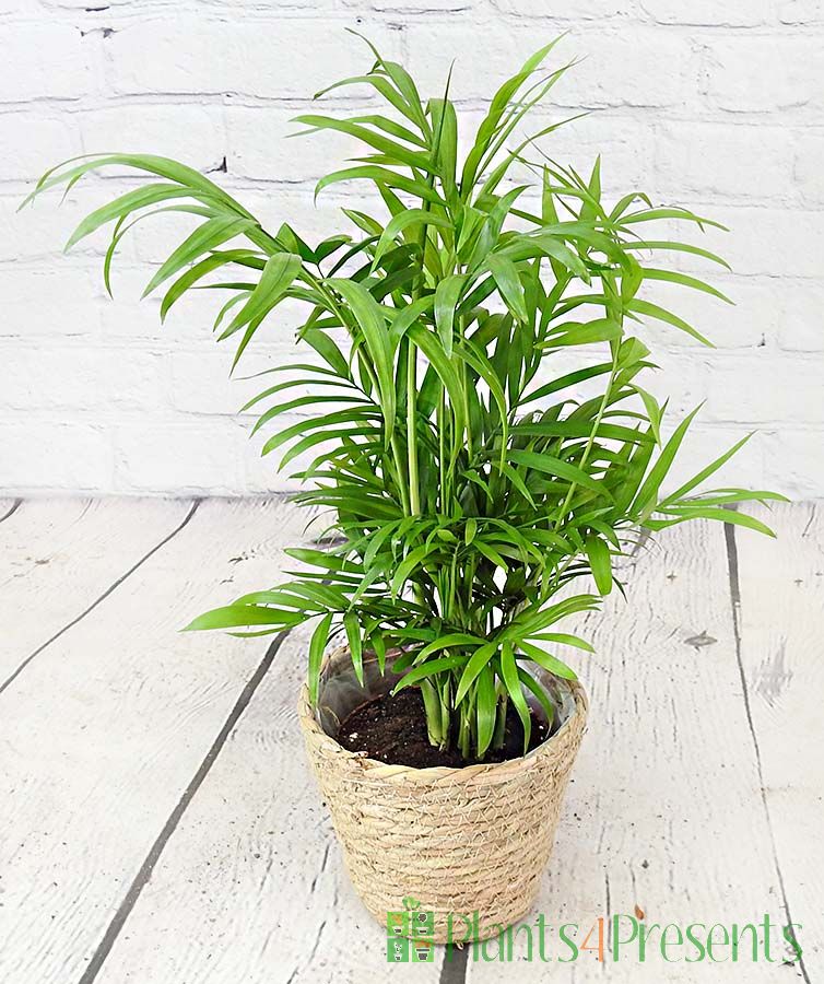 Parlour palm in basket