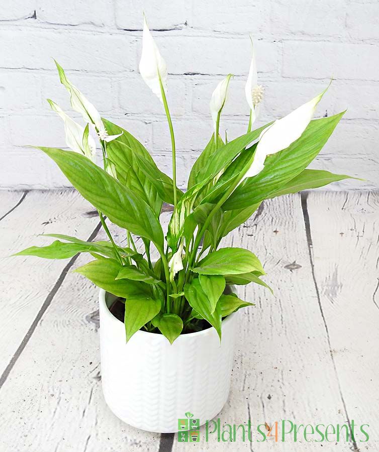Peace lily 2024