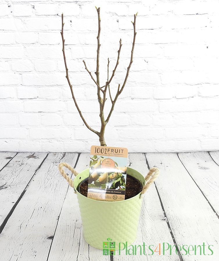 Patio Pear Trees delivered as Gifts.