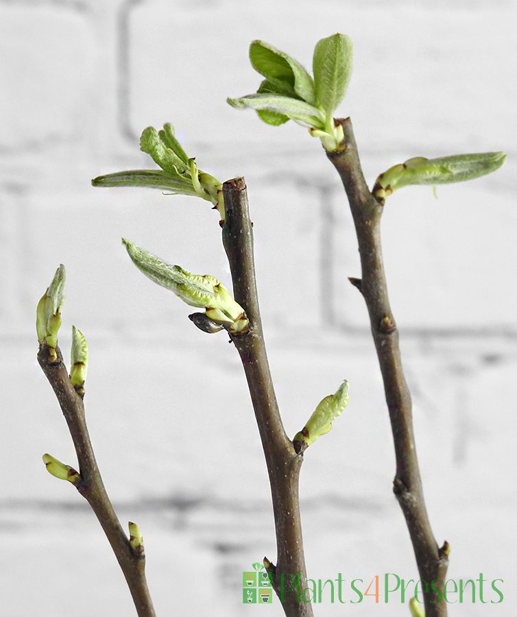 Patio Pear Trees delivered as Gifts.