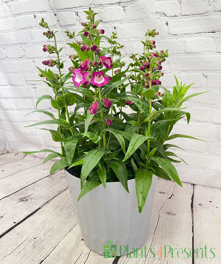 Penstemon plants in Eco friendly containers