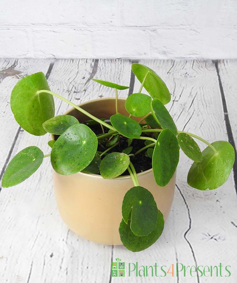 Peperomia in gold pot