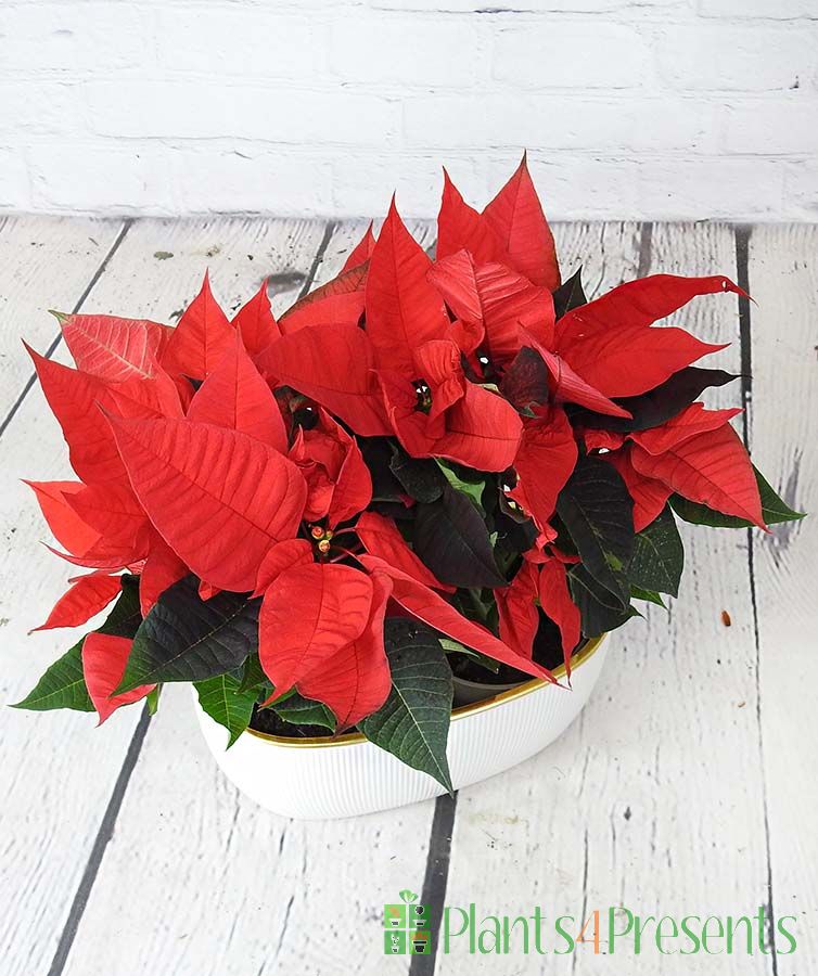 Poinsettia planter from above
