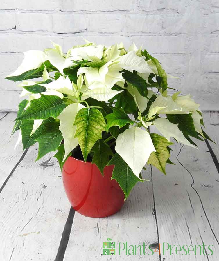 White poinsettia from the side 2023