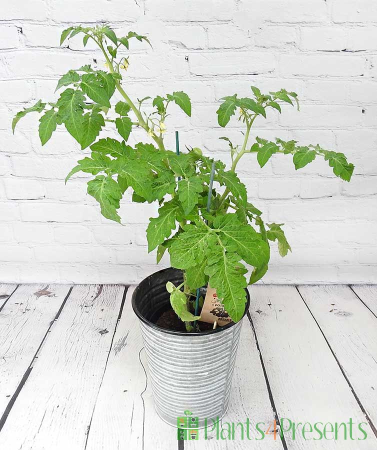Hybrid Potato Tomato Plant Next Day Delivery Available Plants4Presents