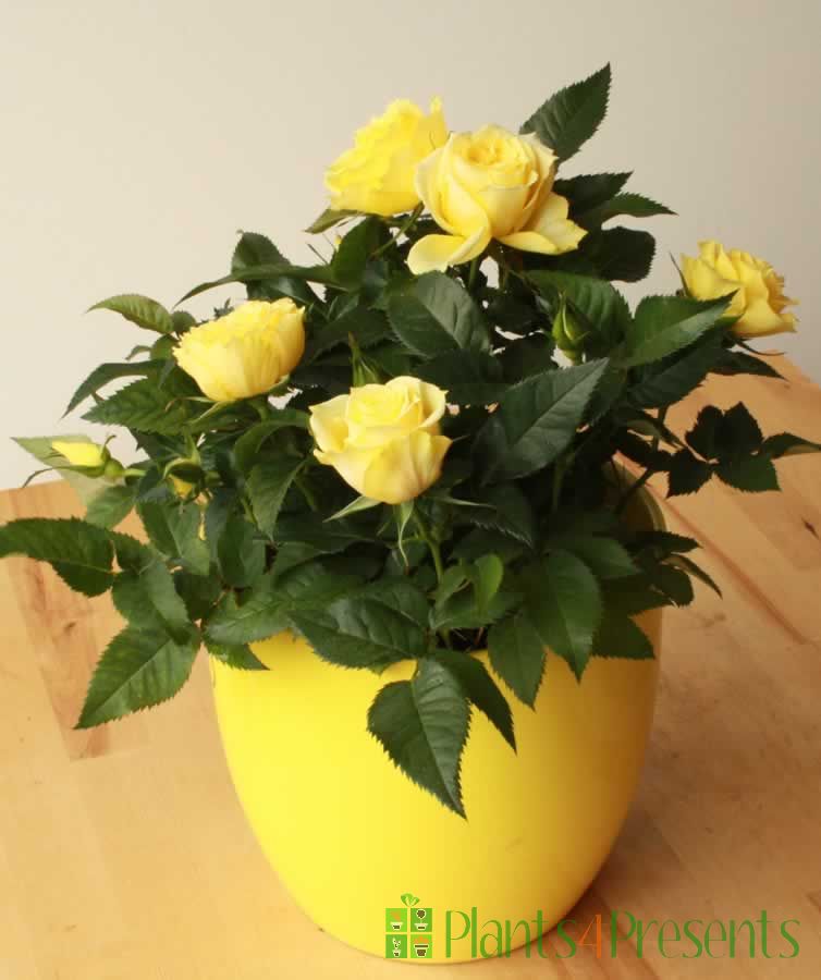 Yellow rose pot
