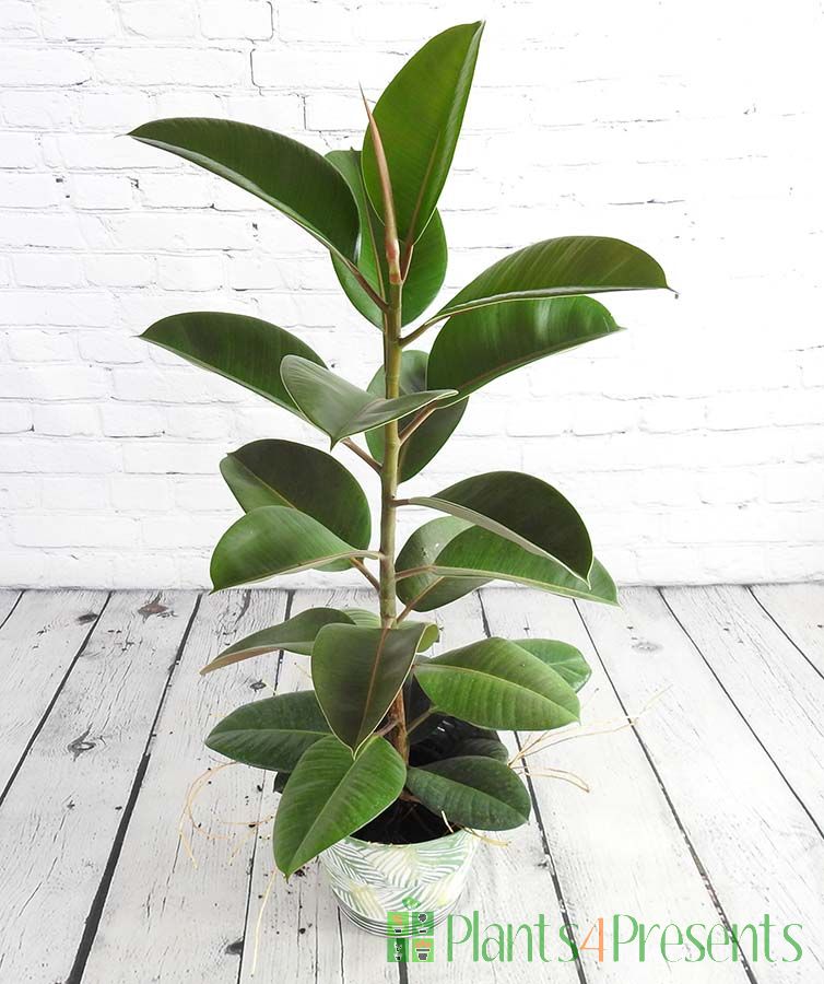 Rubber plant with glossy leaves