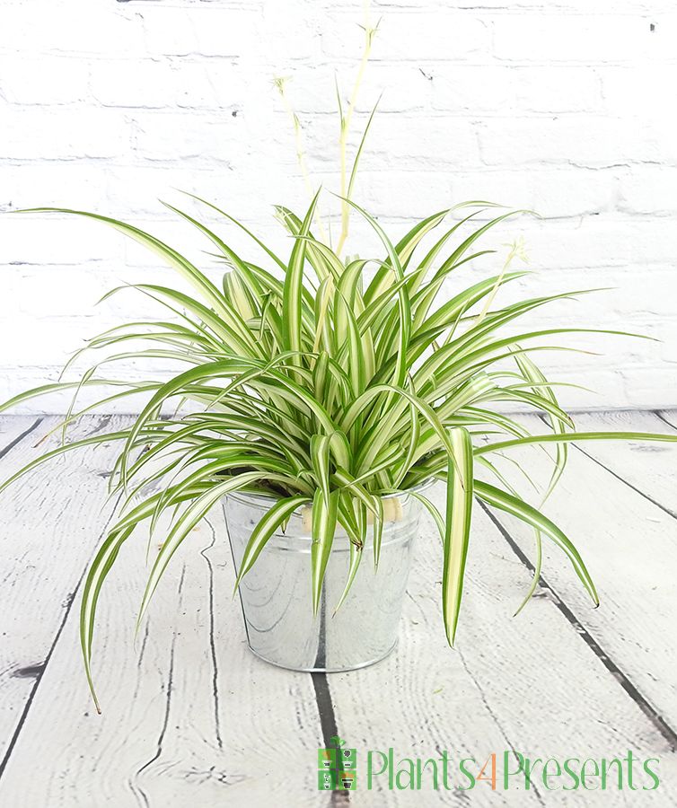 Spider plant in houseplant rescue box