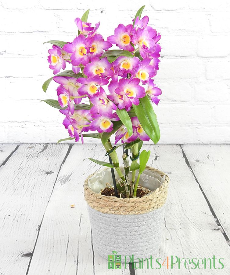 Spray Orchids Send exotic orchids as plant gifts in the UK