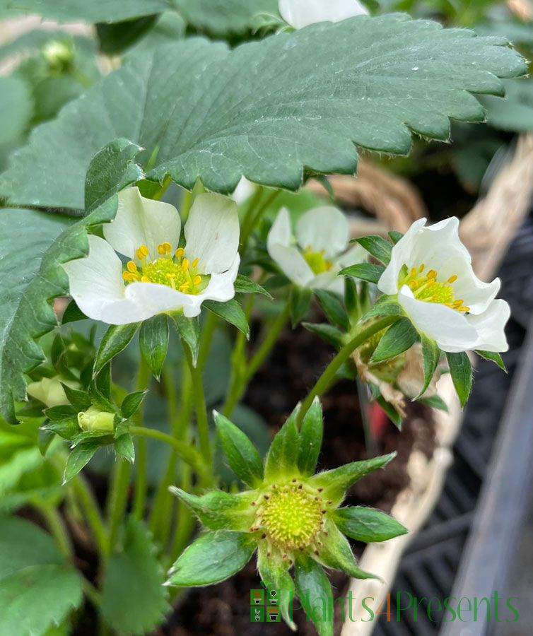 Strawberry flowers and young fruit