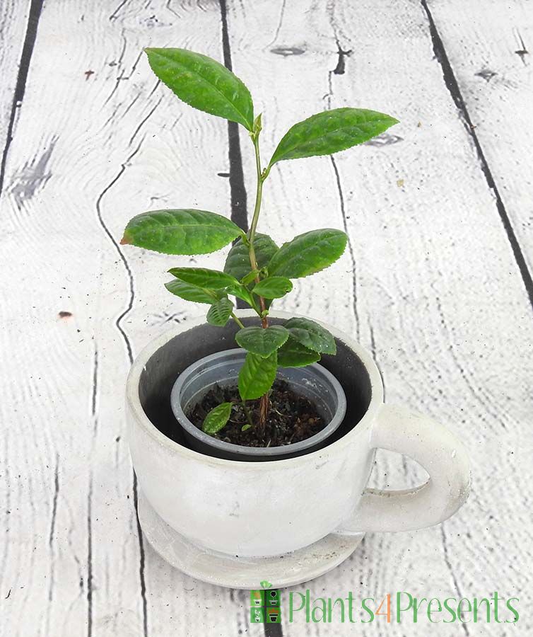 Young tea plant in a ceramic cup