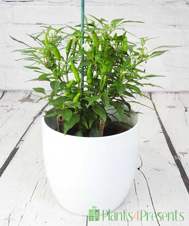 Quickfire chilli plant