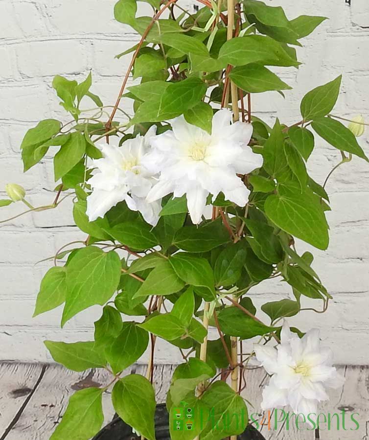 White Clematis Chalcedony