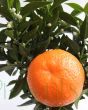 Closeup of Chinotto fruit