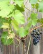 Pinot Noir Grapes and new growth