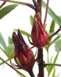 Edible Hibiscus Flower Bud