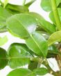 Close Up of Kaffir lime leaf