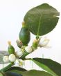 Young Limes and flower buds