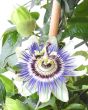 White / purple passionflower