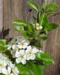 Patio Pear Flowers and new foliage
