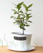 Tea Plant Gift Set       