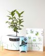 Tea Plant Gift Set