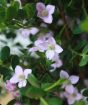 Pink Boronia flowers