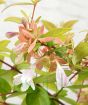 Abelia, mild honey suckle scented blooms