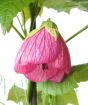 Close up of pink Chinese bellflower