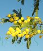 Acacia flowers