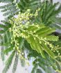 February Acacia buds