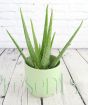 Young aloe vera in green ceramic