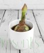 Giant Amaryllis bulb in large white ceramic pot