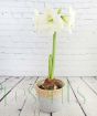 Large white amaryllis in seagrass basket