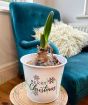 amaryllis white merry xmas pail