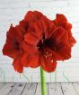 Giant Red Amaryllis      