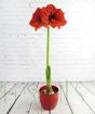 Giant Red Amaryllis