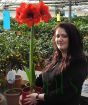 Giant Red Amaryllis in Greenhouse