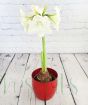 Large white amaryllis in red ceramic pot