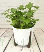 Japanese anemone July 2025 