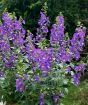 Angelonia