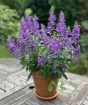 Angelonia