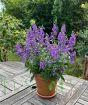 Angelonia