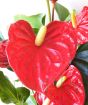 Anthurium Flowers